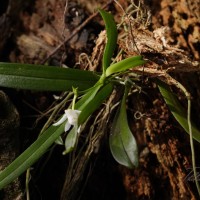 Thrixspermum pulchellum (Thwaites) Schltr.